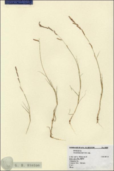 URN_catalog_HBHinton_herbarium_6439.jpg.jpg
