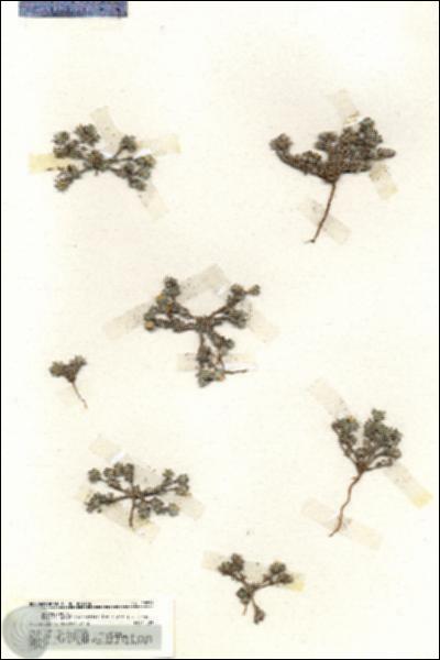 URN_catalog_HBHinton_herbarium_19972.jpg.jpg