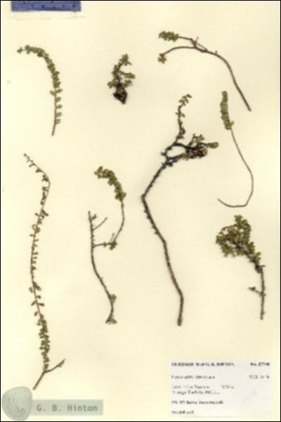 URN_catalog_HBHinton_herbarium_27798.jpg.jpg