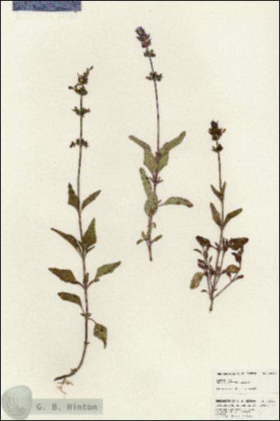 URN_catalog_HBHinton_herbarium_25400.jpg.jpg