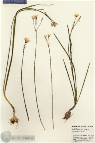 URN_catalog_HBHinton_herbarium_23084.jpg.jpg