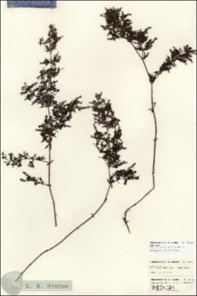 URN_catalog_HBHinton_herbarium_24804.jpg.jpg