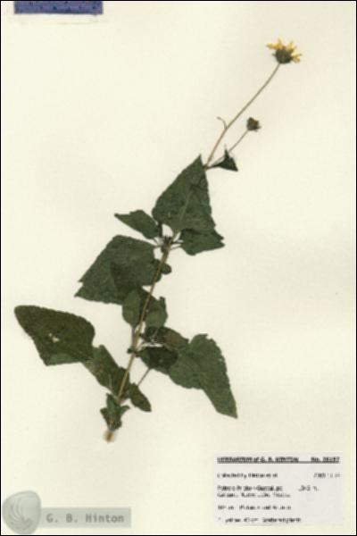 URN_catalog_HBHinton_herbarium_28197.jpg.jpg