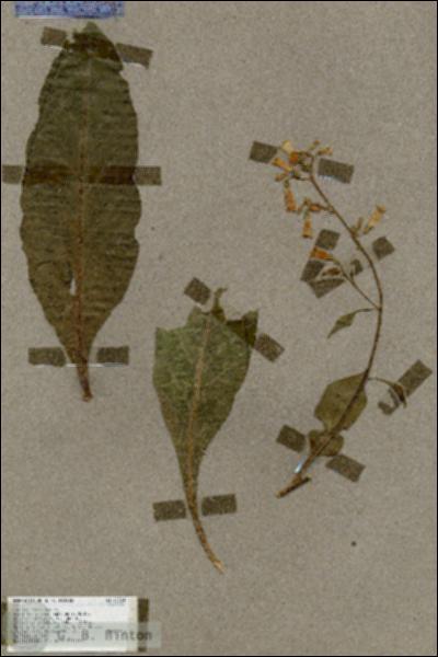 URN_catalog_HBHinton_herbarium_17724.jpg.jpg