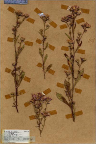 URN_catalog_HBHinton_herbarium_18354.jpg.jpg