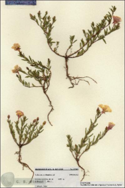 URN_catalog_HBHinton_herbarium_27041.jpg.jpg
