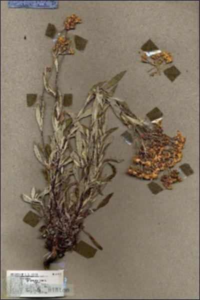 URN_catalog_HBHinton_herbarium_17914.jpg.jpg