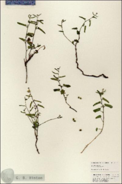 URN_catalog_HBHinton_herbarium_25377.jpg.jpg