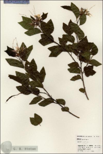 URN_catalog_HBHinton_herbarium_24780.jpg.jpg