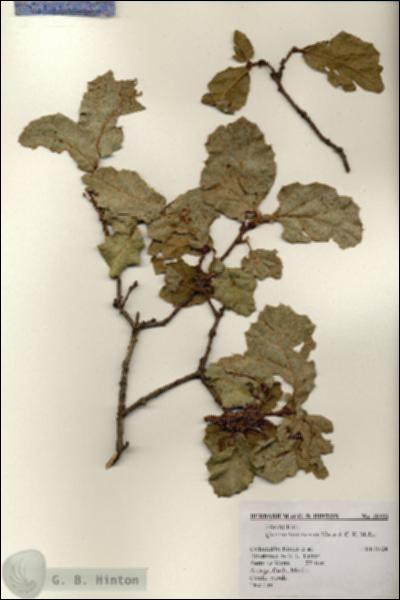 URN_catalog_HBHinton_herbarium_18355.jpg.jpg