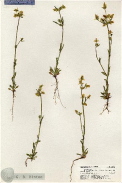 URN_catalog_HBHinton_herbarium_20450.jpg.jpg