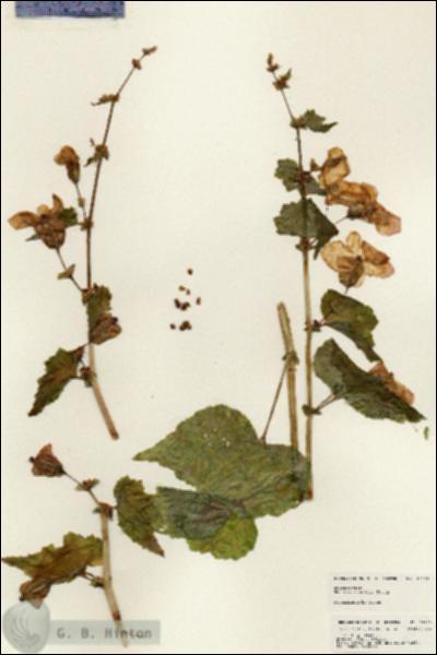 URN_catalog_HBHinton_herbarium_25103.jpg.jpg