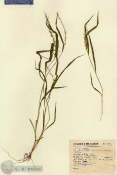 URN_catalog_HBHinton_herbarium_6464.jpg.jpg