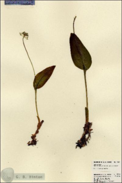 URN_catalog_HBHinton_herbarium_23310.jpg.jpg