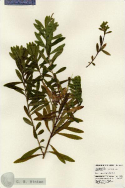 URN_catalog_HBHinton_herbarium_24076.jpg.jpg