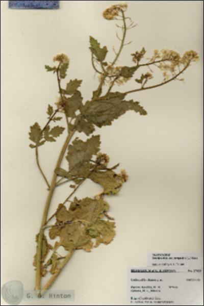 URN_catalog_HBHinton_herbarium_27034.jpg.jpg