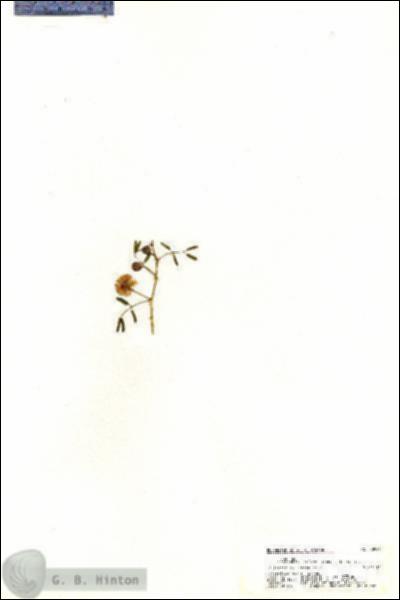 URN_catalog_HBHinton_herbarium_20926.jpg.jpg