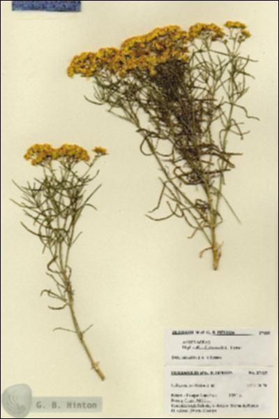 URN_catalog_HBHinton_herbarium_27435.jpg.jpg