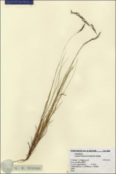 URN_catalog_HBHinton_herbarium_4935.jpg.jpg