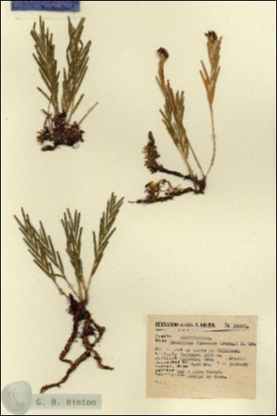 URN_catalog_HBHinton_herbarium_14281-1.jpg.jpg