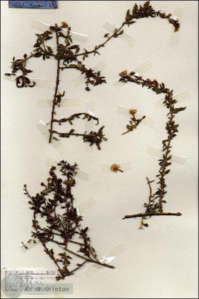 URN_catalog_HBHinton_herbarium_19204.jpg.jpg