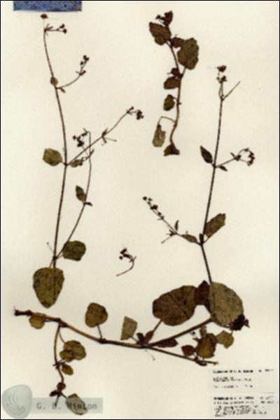 URN_catalog_HBHinton_herbarium_23722.jpg.jpg