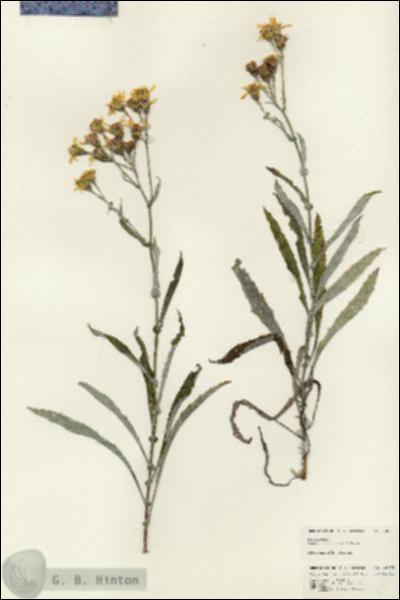 URN_catalog_HBHinton_herbarium_25075.jpg.jpg
