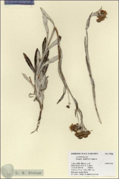 URN_catalog_HBHinton_herbarium_17026.jpg.jpg