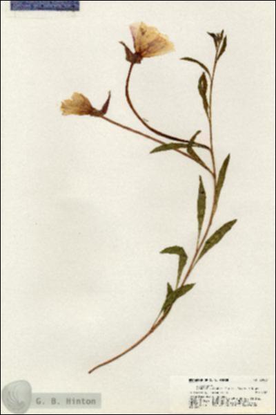 URN_catalog_HBHinton_herbarium_20953.jpg.jpg