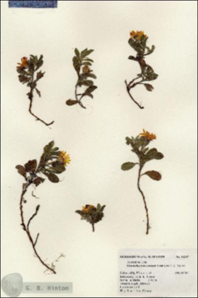 URN_catalog_HBHinton_herbarium_18307.jpg.jpg