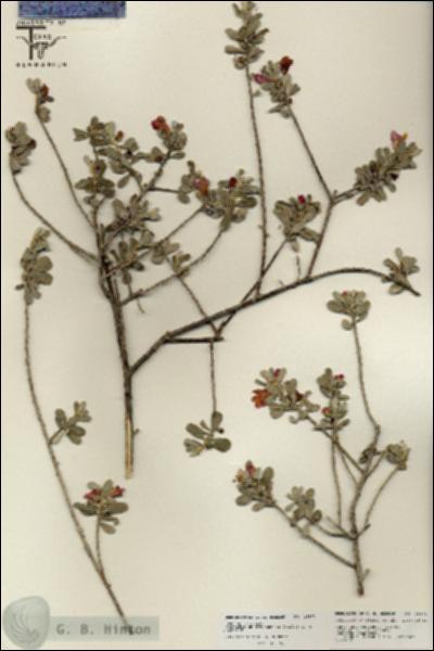 URN_catalog_HBHinton_herbarium_25873.jpg.jpg