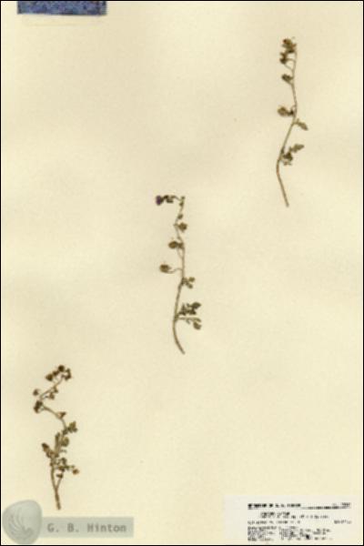 URN_catalog_HBHinton_herbarium_18311.jpg.jpg