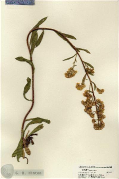 URN_catalog_HBHinton_herbarium_22120.jpg.jpg
