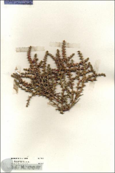 URN_catalog_HBHinton_herbarium_19677.jpg.jpg
