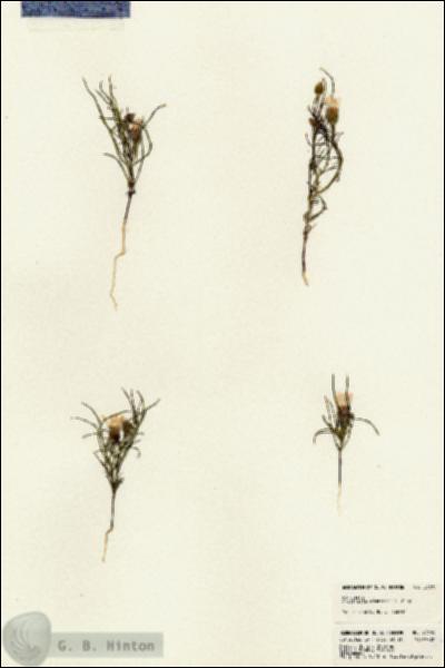 URN_catalog_HBHinton_herbarium_23382.jpg.jpg