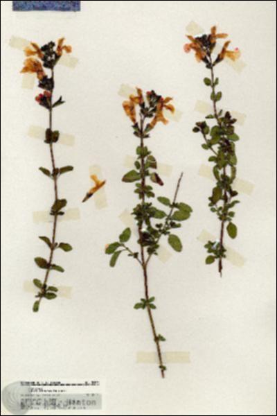 URN_catalog_HBHinton_herbarium_20132.jpg.jpg