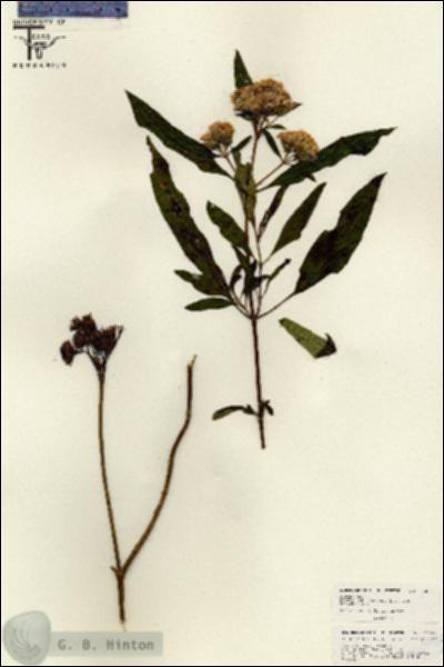 URN_catalog_HBHinton_herbarium_26260.jpg.jpg