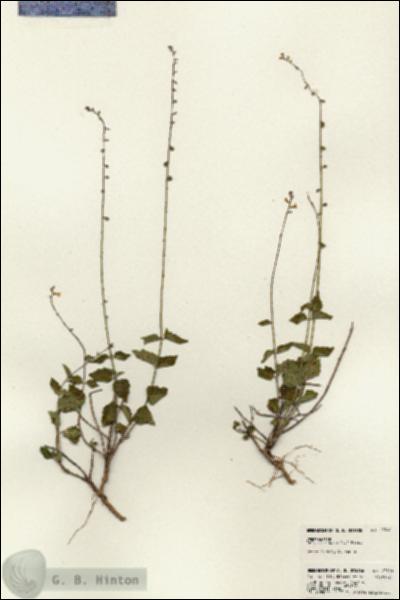 URN_catalog_HBHinton_herbarium_23390.jpg.jpg