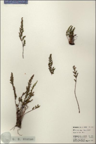URN_catalog_HBHinton_herbarium_23374.jpg.jpg
