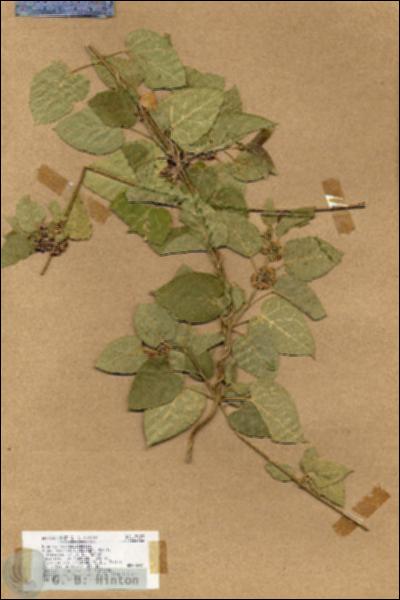 URN_catalog_HBHinton_herbarium_17939.jpg.jpg