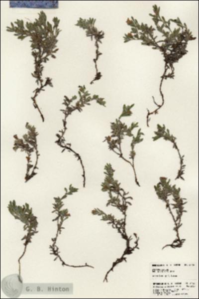 URN_catalog_HBHinton_herbarium_24465.jpg.jpg