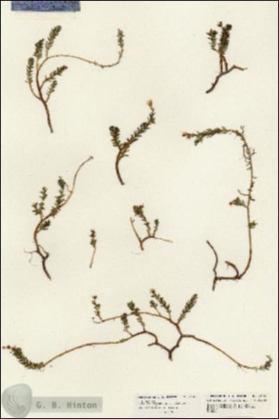 URN_catalog_HBHinton_herbarium_21142.jpg.jpg