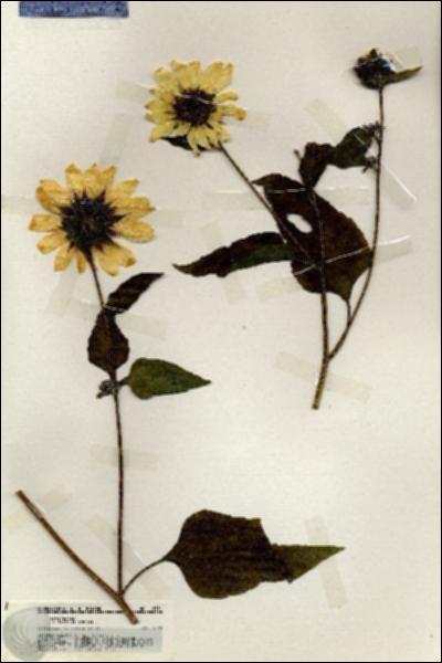 URN_catalog_HBHinton_herbarium_19931.jpg.jpg