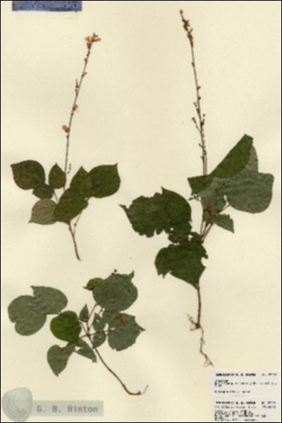 URN_catalog_HBHinton_herbarium_23296.jpg.jpg