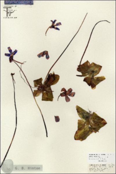 URN_catalog_HBHinton_herbarium_26694.jpg.jpg