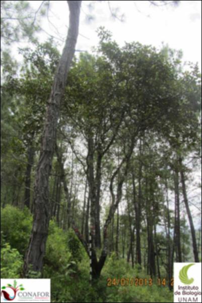 74333_S1_ARC_20130724_010_001.jpg.jpg