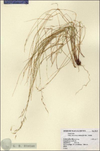URN_catalog_HBHinton_herbarium_5313.jpg.jpg