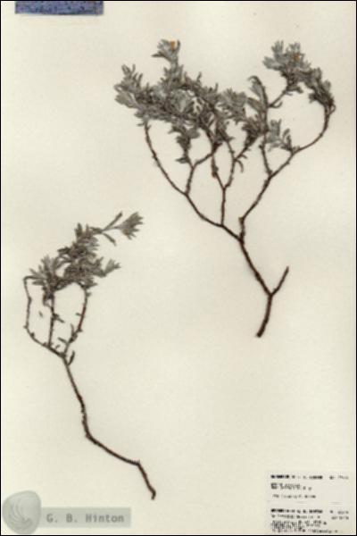 URN_catalog_HBHinton_herbarium_23619.jpg.jpg