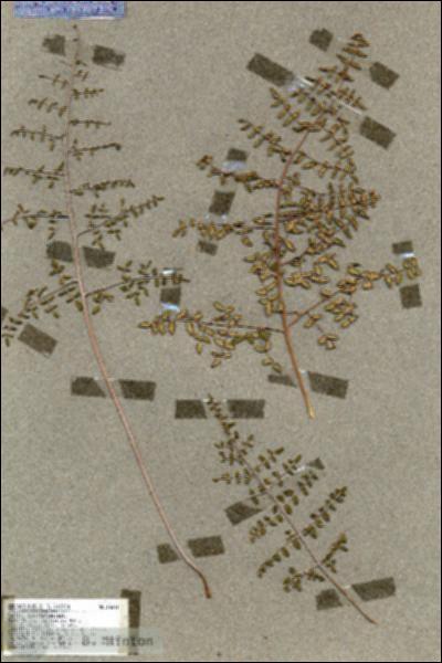 URN_catalog_HBHinton_herbarium_18691.jpg.jpg