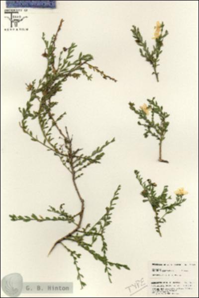 URN_catalog_HBHinton_herbarium_25643.jpg.jpg